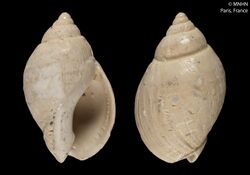 Keepingia laevis (MNHN-IM-2000-6424).jpeg