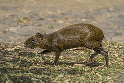 Central American agouti (Dasyprocta punctata) Los Tarrales.jpg