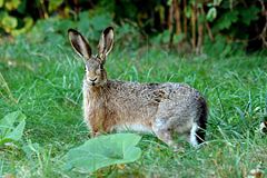 European Hare (Lepus europaeus)