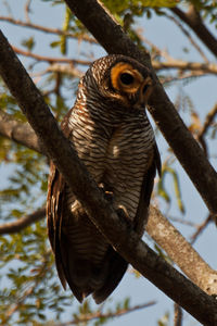 Spotted wood owl (3).jpg