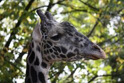 Masai Giraffe 001.jpg
