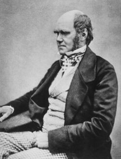 Three quarter length studio photo showing Darwin's characteristic large forehead and bushy eyebrows with deep set eyes, pug nose and mouth set in a determined look. He is bald on top, with dark hair and long side whiskers but no beard or moustache. His jacket is dark, with very wide lapels, and his trousers are a light check pattern. His shirt has an upright wing collar, and his cravat is tucked into his waistcoat which is a light fine checked pattern.