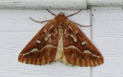 Northern Pine Looper, PE Cty.jpg