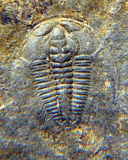 Redlichia chinensis 2.jpg