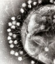 An electron micrograph showing a portion of a bacterium covered with viruses