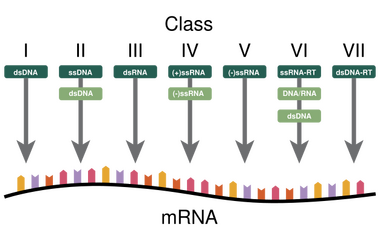 A diagram showing how the Baltimore Classification is based on a virus's DNA or RNA and method of mRNA synthesis
