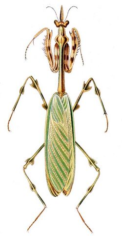 Zoolea lobipes.jpg