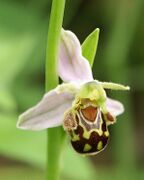 Bee orchid lures male bees to attempt to mate with the flower's lip, which resembles a bee perched on a pink flower.