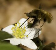 The bee-fly Bombylius major, a Batesian mimic of bees, taking nectar and pollinating a flower