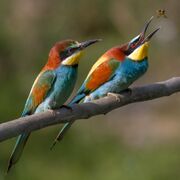 The bee-eater, Merops apiaster, specializes in feeding on bees; here a male catches a nuptial gift for his mate.