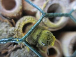 A mason bee (Osmia sp.) covered in pollen