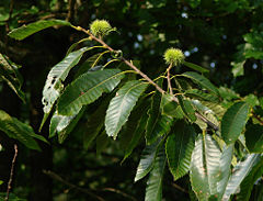 Sweet Chestnut Castanea sativa