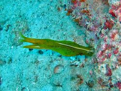 Muraenidae - Rhinomuraena quaesita.jpg