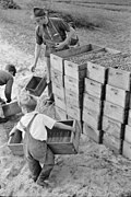 Arthur Rothstein, Child Labor, Cranberry Bog, 1939. Brooklyn Museum.