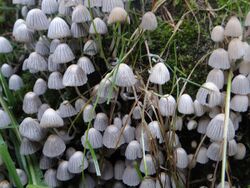 Coprinellus disseminatus BŻ5.jpg