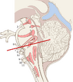Nuclei of the pons and brainstem