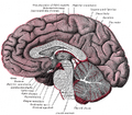 Median sagittal section of brain