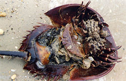 Horseshoe crab