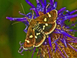 Odontiinae - Eurrhypis pollinalis.JPG