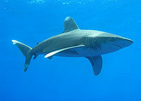 Oceanic whitetip.jpg