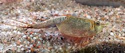 Triops, a notostracan