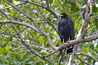 Common black hawk1.jpg