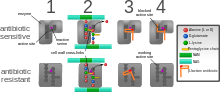 Diagram depicting antibiotic resistance through alteration of the antibiotic's target site
