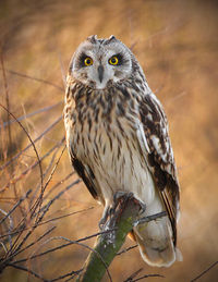 Short eared owl.jpg