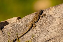 Liolaemus leopardinus 170917831.jpg