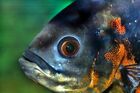 Fish surveying its world