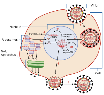 Infection and replication of the influenza virus. The steps in this process are discussed in the text.