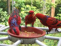 Blue-streaked Lory (Eos reticulata).jpg