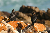 Crowned Cormorant.jpg