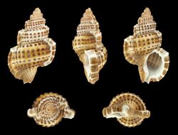 Bursa granularis 01.JPG