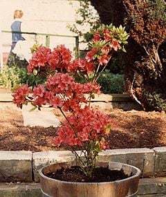 Rhododendron 'Hinodegiri'