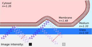 Principle of interference reflection microscopy (IRM)