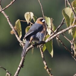 Schistochlamys ruficapillus-Cinnamon Tanager.JPG