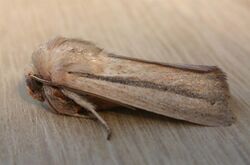 Leucania diatrecta.jpg