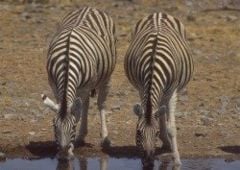 Plains zebras