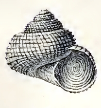 Solariella affinis 001.jpg