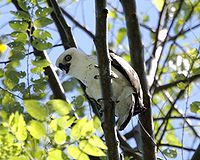 Sulawesi hawk-eagle.jpg