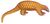 FMIB 46859 Pangolin a grosse queue white background.jpeg