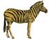 Equus quagga (white background).jpg