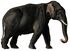 Indian elephant white background.jpg