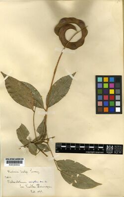 Punjuba racemiflora.jpg