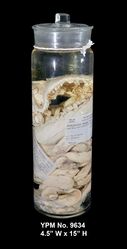 #30 (25/11?/1873) Limbs of the Logy Bay specimen in 2015, at the Peabody Museum of Natural History.