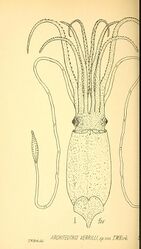 #55 (6/6/1880) An illustration of the Architeuthis verrilli holotype taken from Thomas William Kirk's formal description of the latter (Kirk, 1882:pl. 36 fig. 1)
