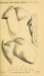 #62 (?/10/1887) T. W. Kirk's final plate of A. longimanus, showing the two-part beak (both in situ and following extraction) and a single row of radular teeth (Kirk, 1888:pl. 9)