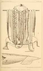 #30 (25/11?/1873) Line drawings taken from two photographs of the Logy Bay specimen (Verrill, 1880a:pl. 13). Note that the upper illustration is based on a slightly different frame to the preceding photo (as evidenced by the contrasting arrangement of arm tips on the lower left, which are closer to those seen in this version).