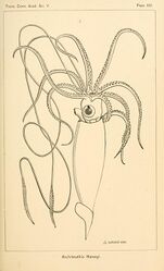#30 (25/11?/1873) A. E. Verrill's reconstruction of "Architeuthis Harveyi", the Logy Bay giant squid (Verrill, 1880a:pl. 14)